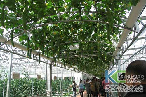 無(wú)土栽培,絲瓜