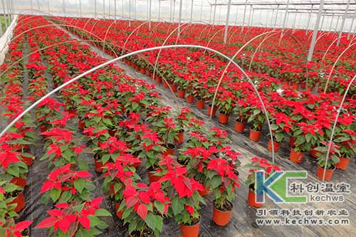 無土栽培，無土栽培技術，無土栽培設備