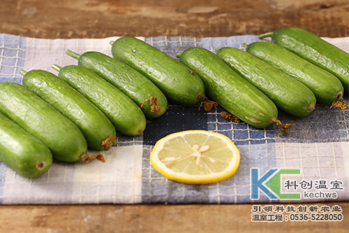 無(wú)土栽培，無(wú)土栽培技術(shù)，無(wú)土栽培設(shè)備