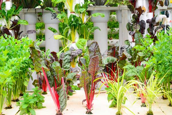 無土栽培，無土栽培技術，無土栽培設備