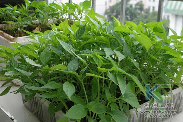 無土栽培，無土栽培技術，無土栽培設備