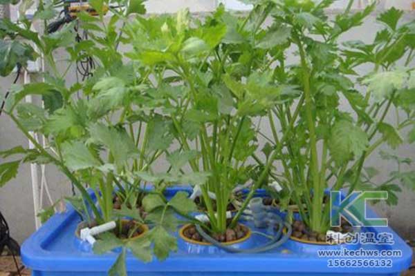 無土栽培，無土栽培技術，無土栽培設備