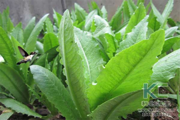 無土栽培，無土栽培技術