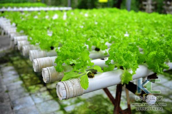 無土栽培,無土栽培技術(shù),無土栽培設(shè)備,蔬菜栽培