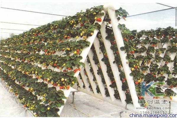 無土栽培,無土栽培技術(shù),無土栽培設(shè)備,蔬菜栽培