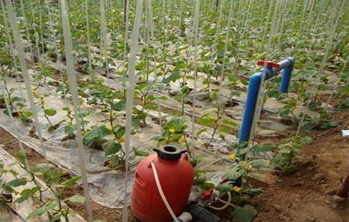 無土栽培,無土栽培技術(shù),無土栽培設(shè)備