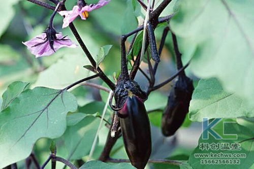 無(wú)土栽培,無(wú)土栽培技術(shù),無(wú)土栽培設(shè)備