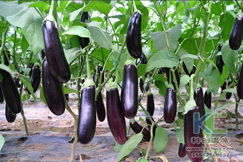 無(wú)土栽培,無(wú)土栽培技術(shù),無(wú)土栽培設(shè)備