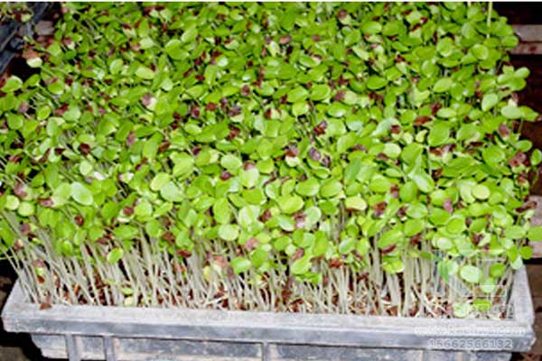 無土栽培，無土栽培技術，無土栽培設備