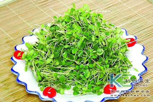 無土栽培,基質(zhì)栽培,無土栽培技術