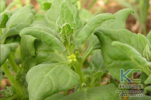 無土栽培，無土栽培技術