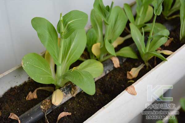 無土栽培，無土栽培技術(shù)