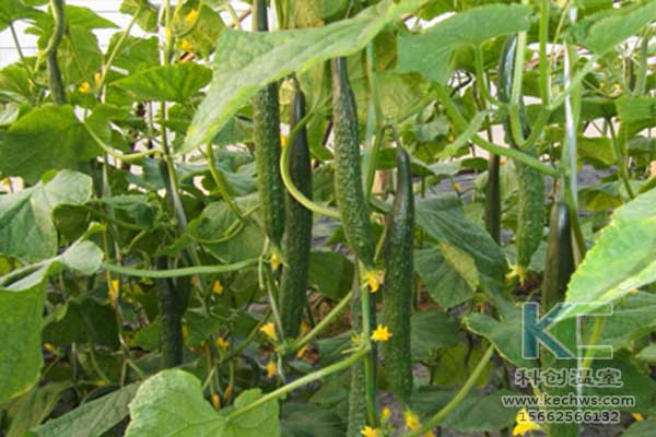 無土栽培，無土栽培技術