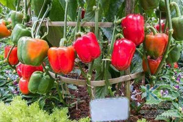 無土栽培，無土栽培技術，無土栽培設備