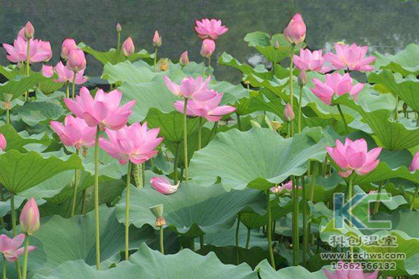 無土栽培，無土栽培技術，無土栽培設備
