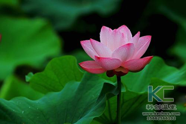 無土栽培，無土栽培技術，無土栽培設備