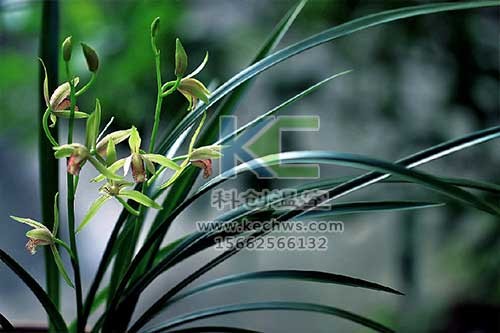 無土栽培，無土栽培技術(shù)，無土栽培設(shè)備