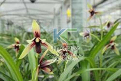 無土栽培，無土栽培技術(shù)，無土栽培設(shè)備