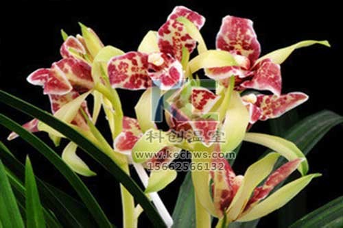 無土栽培，無土栽培技術(shù)，無土栽培設(shè)備